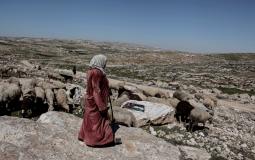 Israeli settlers chase Palestinian shepherds and forced them to leave in Masafer Yatta