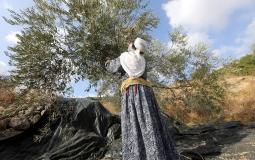 Israeli settlers’ blitz on the olive season continues with the uprooting of more than 300 trees in a village near Ramallah