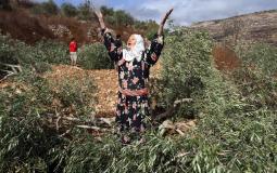 Israeli settlers uproot more than 80 olive trees in a village near Ramallah