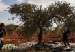 Olive Season Assaults West Bank Farmers Face Persistent Violence.png