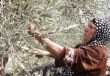 Olive Harvest Under Siege.png