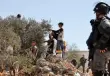 موسم قطف الزيتون في الضفة الغربية - أرشيف