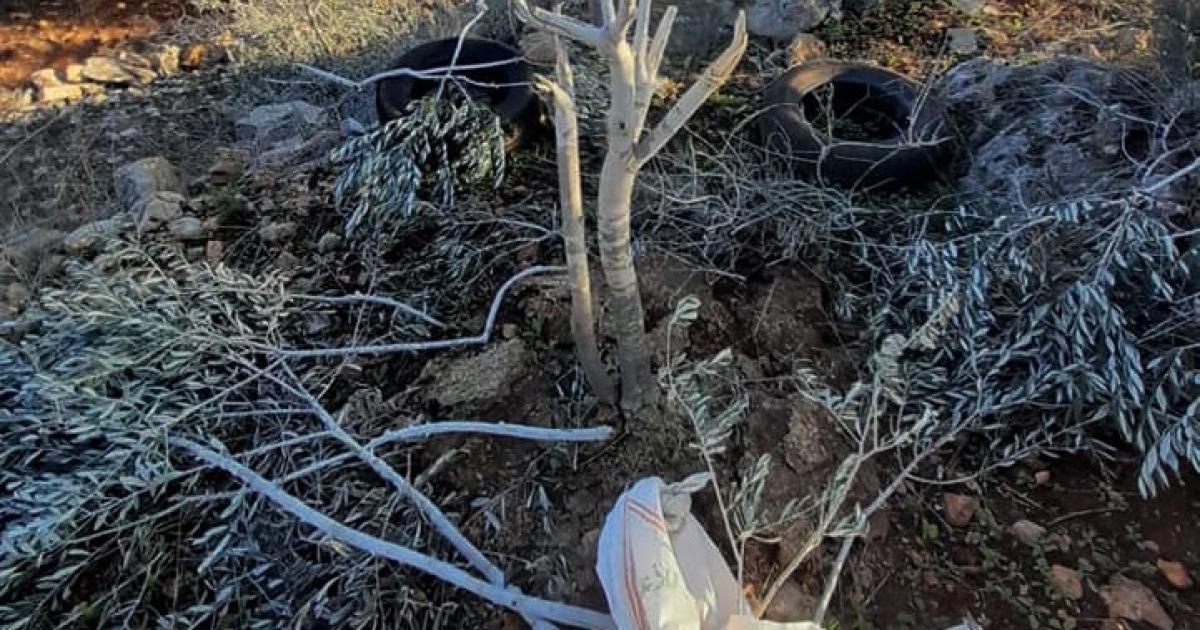 فلسطين – مستوطنون يقطعون 150 شجرة شرق سلفيت