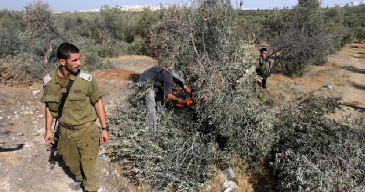 فلسطين – مستوطنون يقتلعون نحو 300 شجرة زيتون شمال رام الله