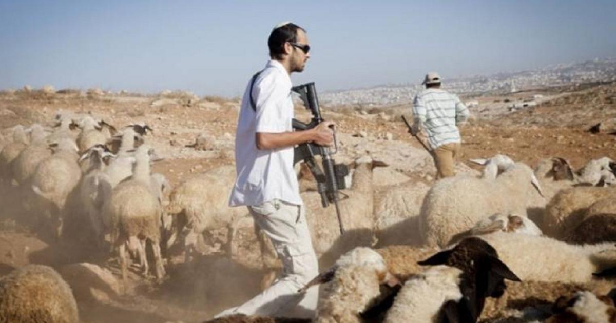 فلسطين – مستوطنون يهاجمون خربة الفخيت والحلاوة في مسافر يطا ويصيبون مواطنين ويسرقون أغناماً