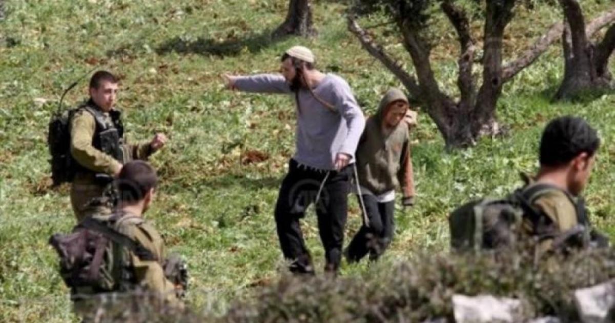 فلسطين – مستوطنون يدمرون 8 دونمات من أراضي القمح في مسافر يطا