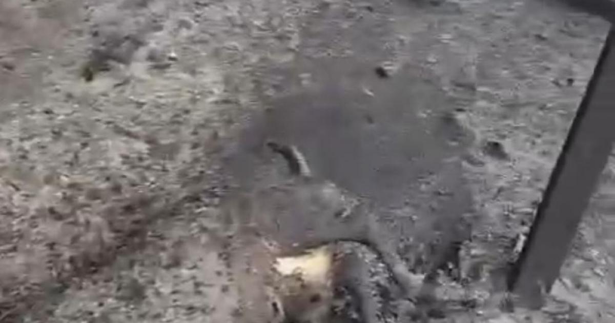 فلسطين – مستوطنون يحرقون عشرات الأغنام جنوب الخليل فلسطين – مستوطنون يحرقون عشرات الأغنام جنوب الخليل