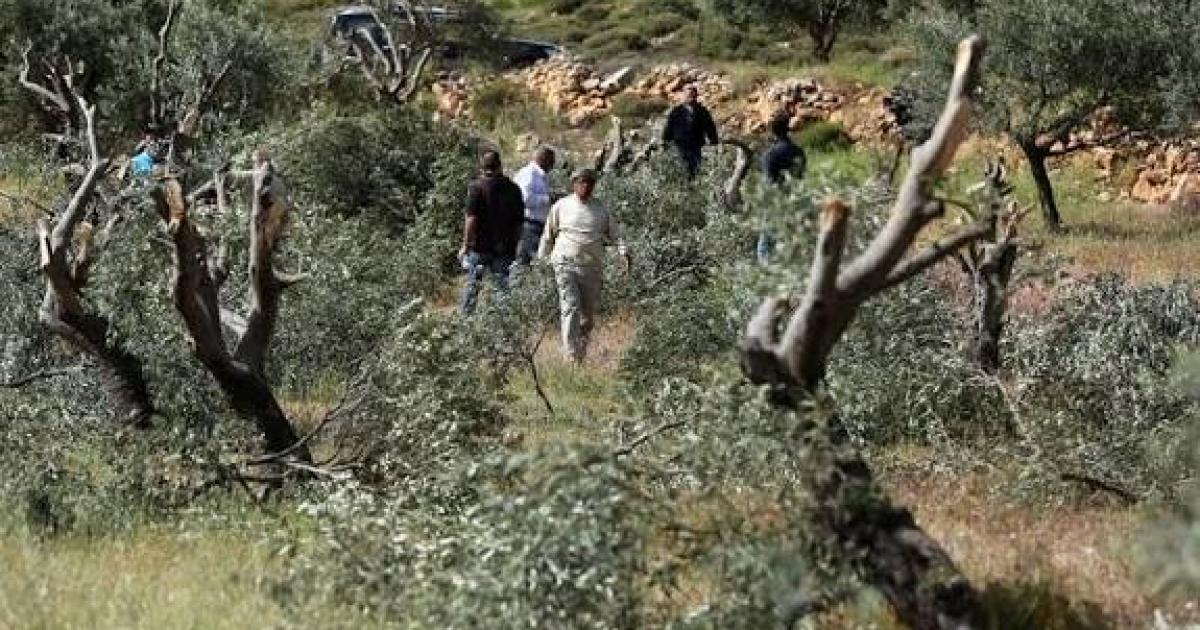 فلسطين – الاحتلال يقتلع ويدمر 777 شجرة في الضفة الغربية خلال أسبوع بخسائر تتجاوز 761 ألف دولار