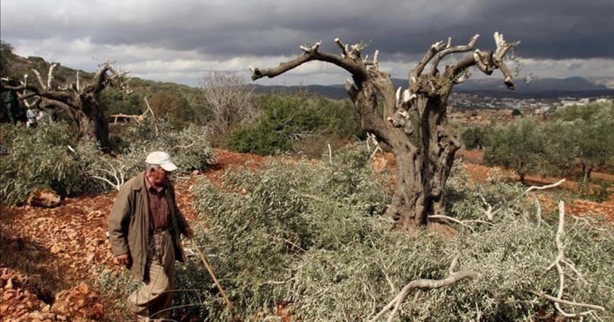 فلسطين – مستوطنون يقطعون العشرات من أشتال الزيتون في بورين جنوب نابلس فلسطين – مستوطنون يقطعون العشرات من أشتال الزيتون في بورين جنوب نابلس