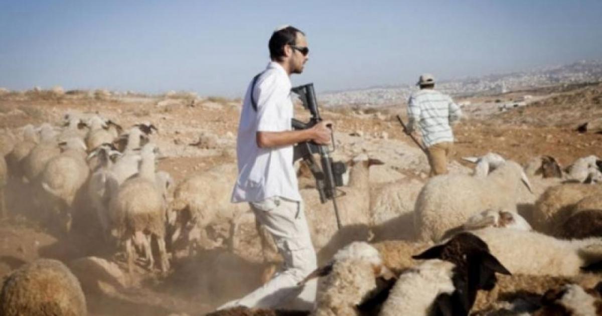 فلسطين – مستوطنون يسرقون الأغنام خلال هجومهم على قرية يبرود شرق رام الله فلسطين – مستوطنون يسرقون الأغنام خلال هجومهم على قرية يبرود شرق رام الله