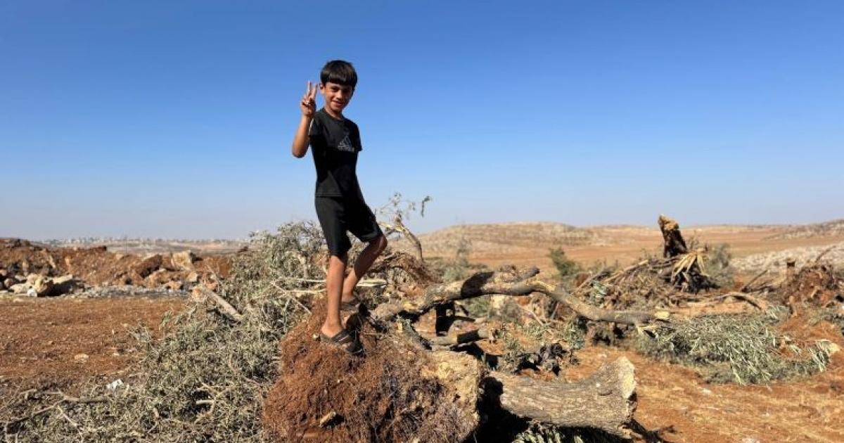 فلسطين – الاحتلال يوزع إخطارات باقتلاع مئات أشجار الزيتون في بلدة عرابة