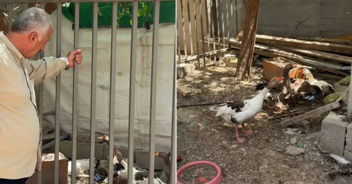 فلسطين – الاحتلال بالقدس يلاحق حتى الطيور.. قرار بترحيل إوز يملكه باحث مقدسي من حي البستان فلسطين – الاحتلال بالقدس يلاحق حتى الطيور.. قرار بترحيل إوز يملكه باحث مقدسي من حي البستان