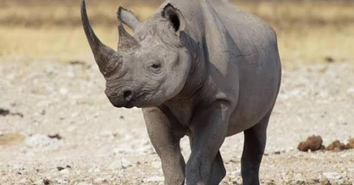 فلسطين – نهاية صادمة لناشط كرّس حياته لحماية وحيد القرن في جنوب أفريقيا فلسطين – نهاية صادمة لناشط كرّس حياته لحماية وحيد القرن في جنوب أفريقيا