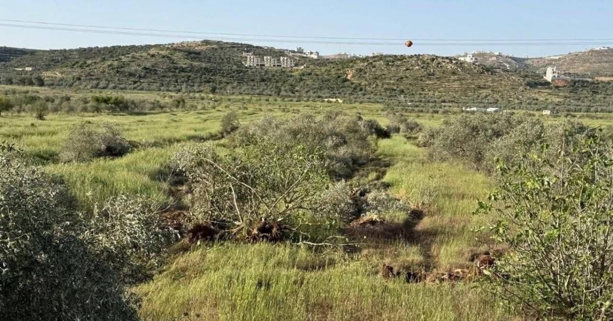 فلسطين – مجزرة بحق أشجار الزيتون المعمرة في ترمسعيا بالضفة الغربية فلسطين – مجزرة بحق أشجار الزيتون المعمرة في ترمسعيا بالضفة الغربية