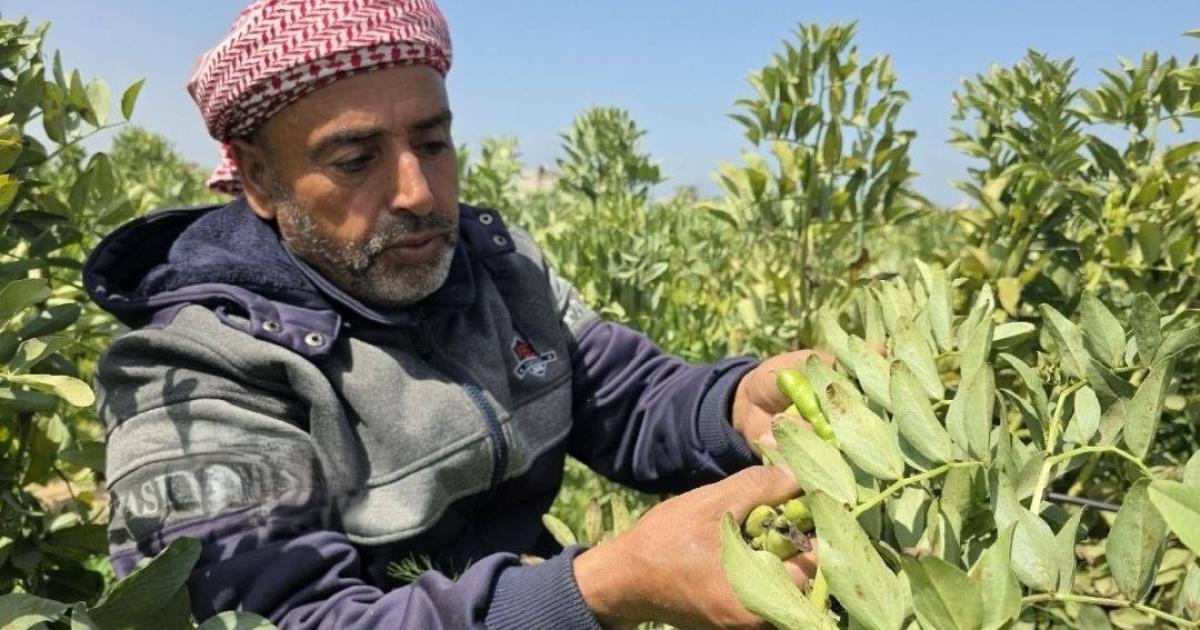 فلسطين – تقرير: بين التجريف والتهجير.. المزارع عصام محارب يتمسك بالحياة شرق دير البلح فلسطين – تقرير: بين التجريف والتهجير.. المزارع عصام محارب يتمسك بالحياة شرق دير البلح