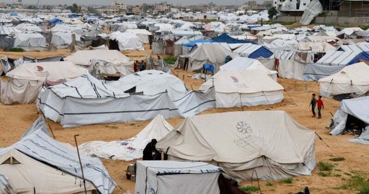 فلسطين – الأونروا: الجرذان تهاجم أطفال غزة أثناء نومهم في الخيام