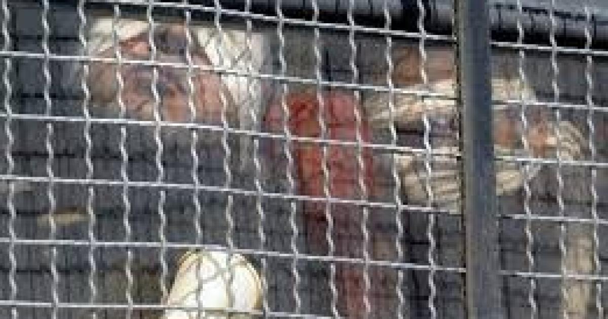 فلسطين – صحيفة “نيويورك تايمز” ترصد شهادات مروعة حول حالات الاغتصاب والاعتداءات الجنسية في سجون الاحتلال الإسرائيلي فلسطين – صحيفة “نيويورك تايمز” ترصد شهادات مروعة حول حالات الاغتصاب والاعتداءات الجنسية في سجون الاحتلال الإسرائيلي