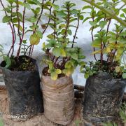 بين الركام والخيام.. غزة تزرع الحياة لتهزم "سواد ورماد" الحرب