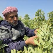 المزارع عصام محارب