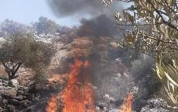 مستوطنون يضرمون النار بعشرات اشجار الزيتون -أرشيف-