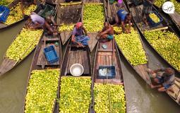 سوق الجوافة العائم في بنغلاديش