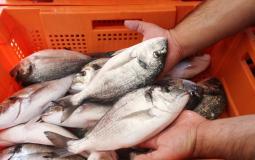 أسماك بحر غزة