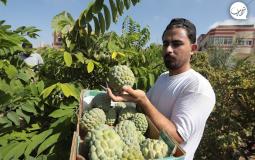 القشطة في غزة