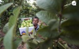 قطف الجوافة في غزة