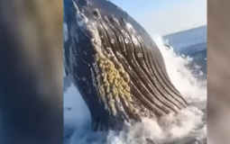 الحوت الأحدب الطائر