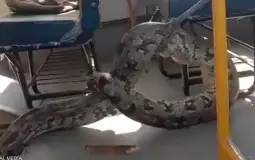 ضيف قاتل "وغير متوقع" لطلاب مدارس في الهند