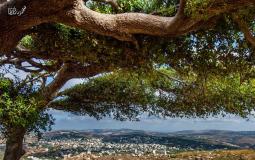 حالة الطقس في فلسطين اليوم