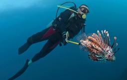 سمكة الأسد شديدة السمية