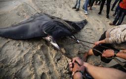 سمك الوطواط