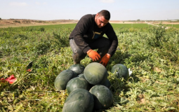 موسم جني ثمار البطيخ في غزة