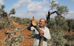 الاحتلال يقتلع نحو 600 شجرة زيتون ويصادر آلية خفر في الخليل