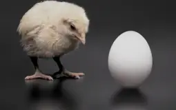 دراسة حاسمة تكشف لغز من جاء أولا البيضة أم الدجاجة؟
