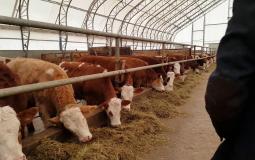 فتوى جديدة من المفتي العام حول التضحية بالعجول المسمَّنة