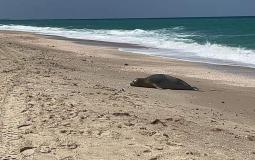 الفقمة في غزة