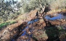 مستوطنون يضخون مياها عادمة في أراضي نحالين غرب بيت لحم
