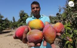 فوائد المانجو واضرارها