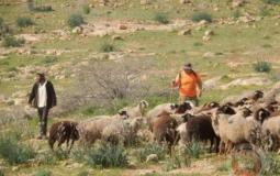 الاستيطان الرعوي أخطر أشكال سرقة الأراضي الفلسطينية في الضفة