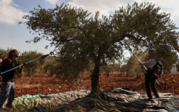 Olive Season Assaults West Bank Farmers Face Persistent Violence.png