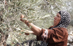 Olive Harvest Under Siege.png
