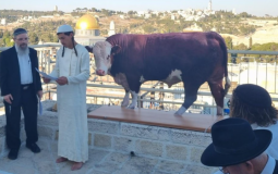 The Crimson Cow.png