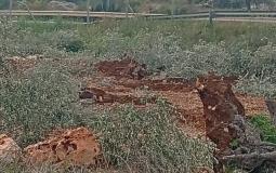 الاحتلال يقتلع مئات أشجار الزيتون شمالي سلفيت