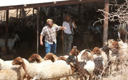 مواطنون يسرقون أغنام الفلسطينيين بالضفة