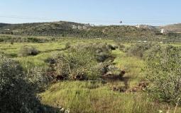 اقتلاع أشجار الزيتون