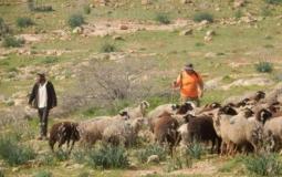 مستوطنون يطلقون مواشيهم ويقتلعون أشجار زيتون -أرشيف