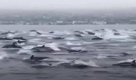 لحظة مرور سرب من الدلافين قبالة سواحل ولاية فلوريدا