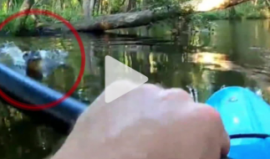 تمساح ينقض على شخص داخل قارب كاياك.. شاهد ما حدث بعدها
